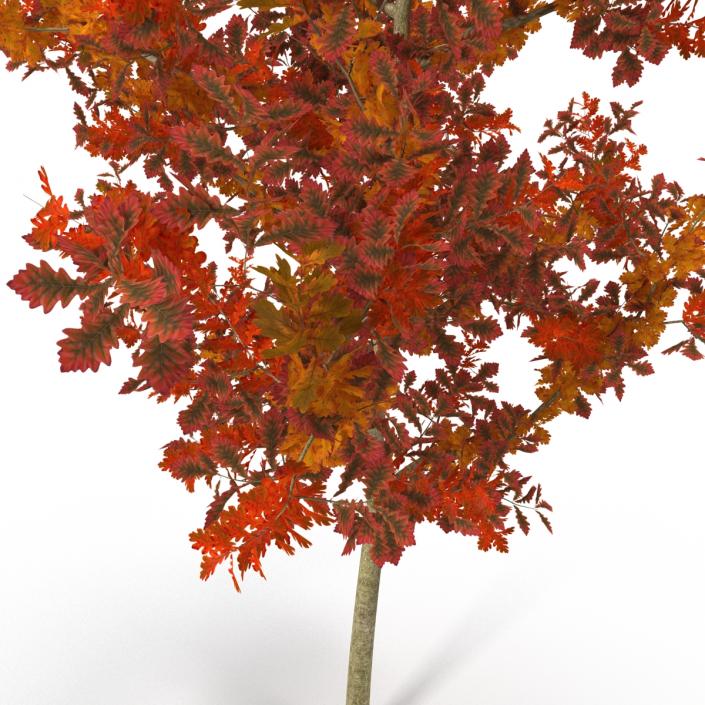 Young White Oak Autumn 3D