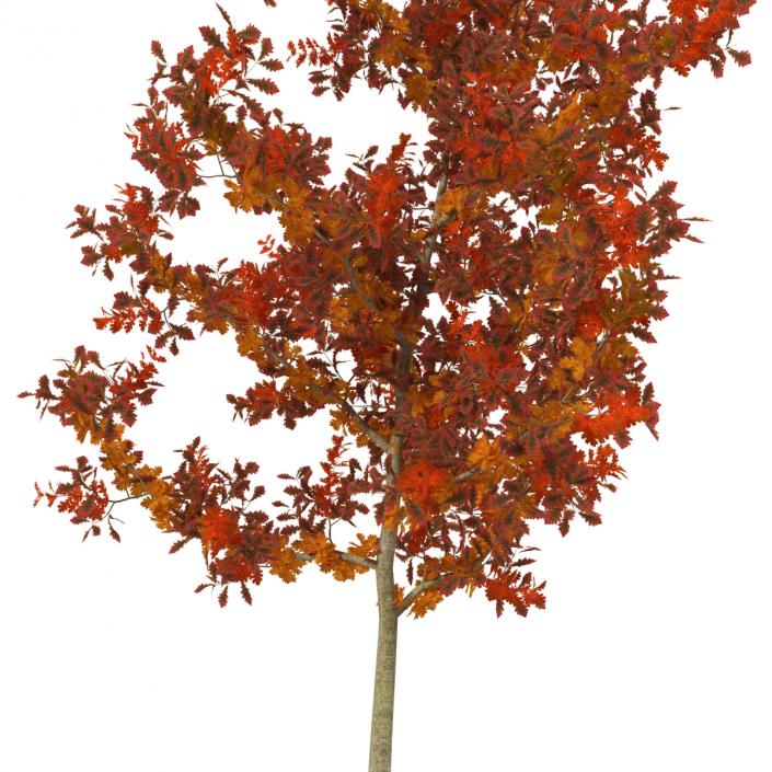 Young White Oak Autumn 3D