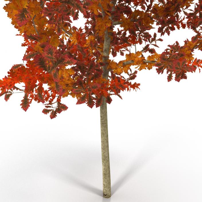 Young White Oak Autumn 3D