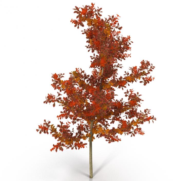 Young White Oak Autumn 3D