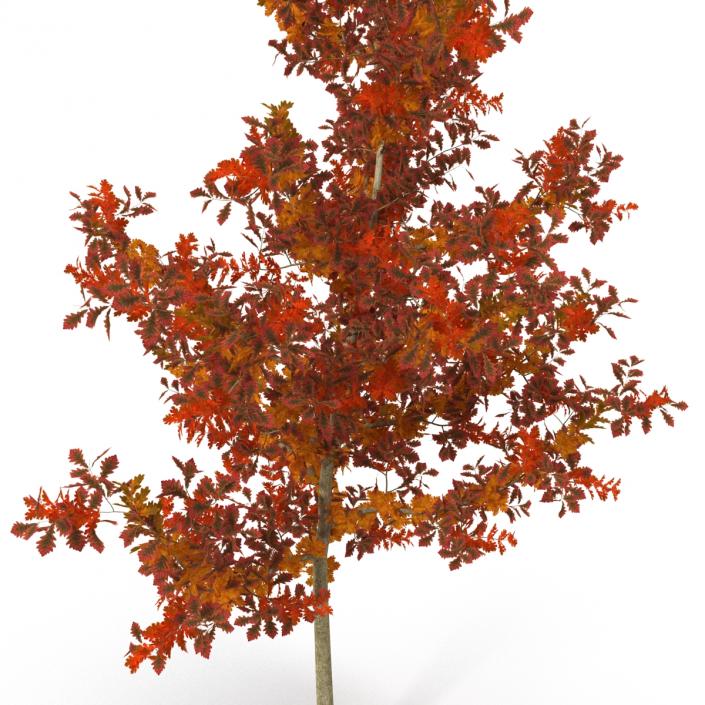 Young White Oak Autumn 3D