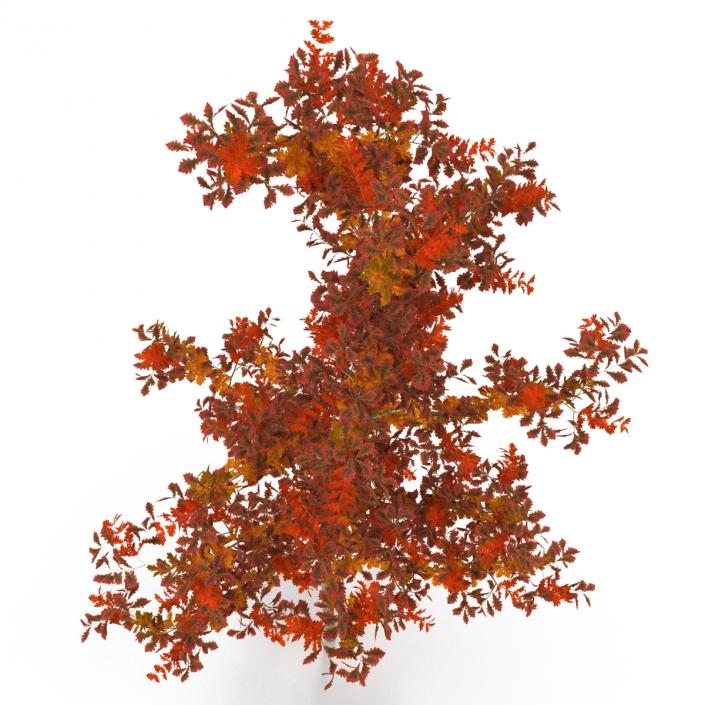 Young White Oak Autumn 3D