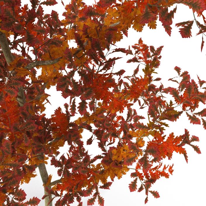 Young White Oak Autumn 3D