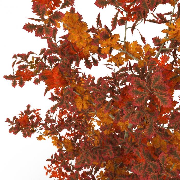 Young White Oak Autumn 3D