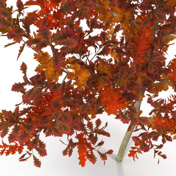 Young White Oak Autumn 3D