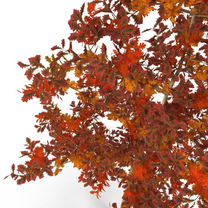 Young White Oak Autumn 3D