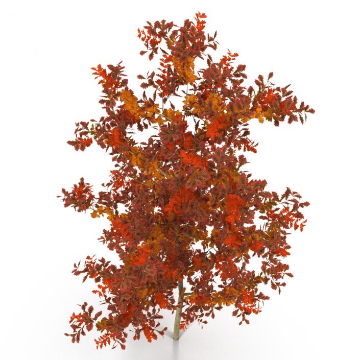 Young White Oak Autumn 3D