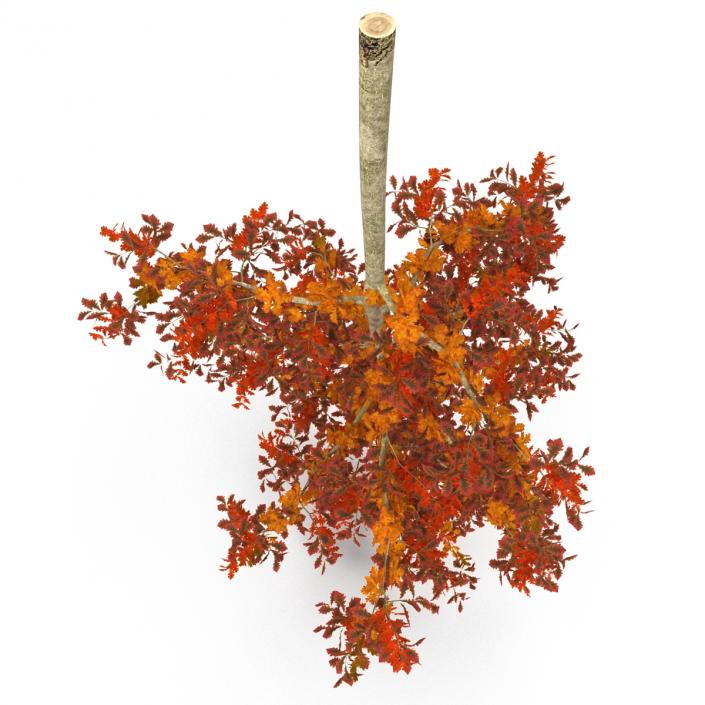 Young White Oak Autumn 3D