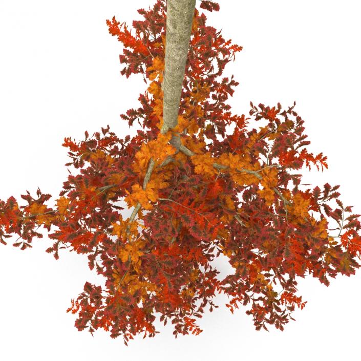 Young White Oak Autumn 3D