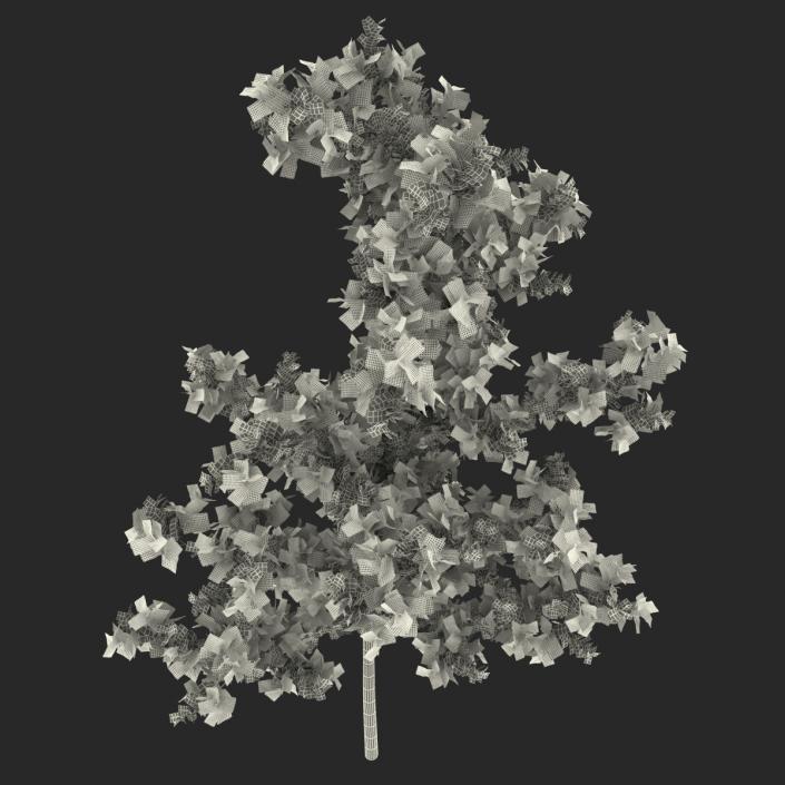 Young White Oak Autumn 3D