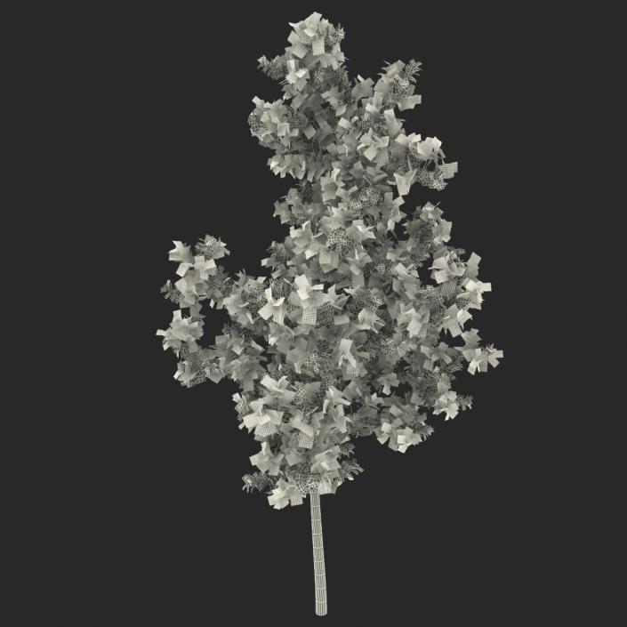 Young White Oak Autumn 3D