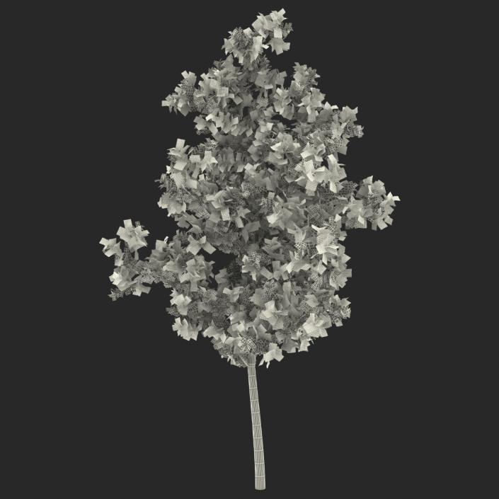 Young White Oak Autumn 3D