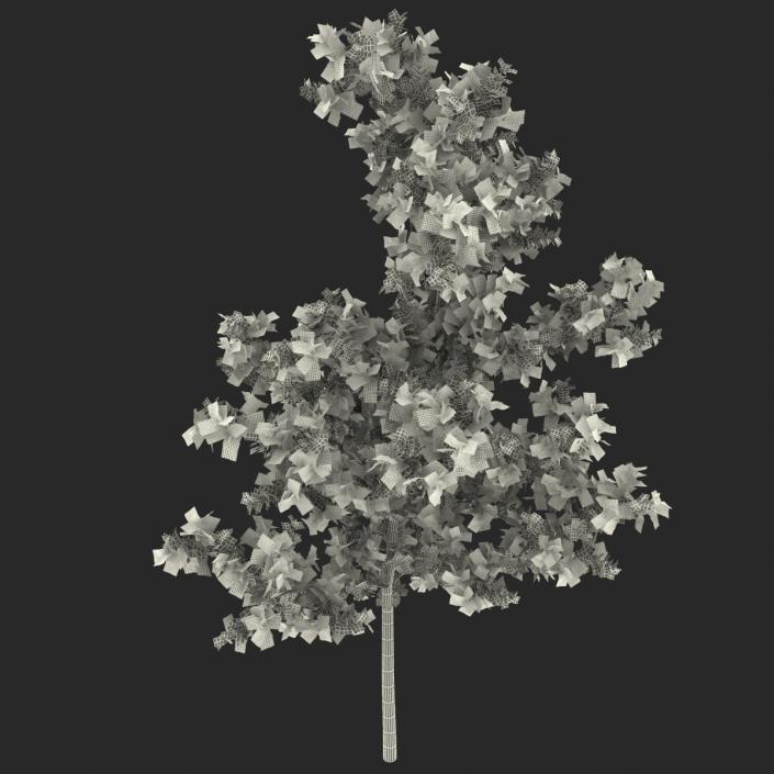 Young White Oak Autumn 3D