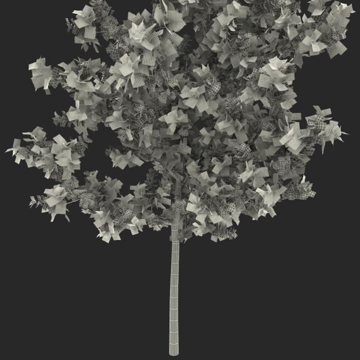 Young White Oak Autumn 3D