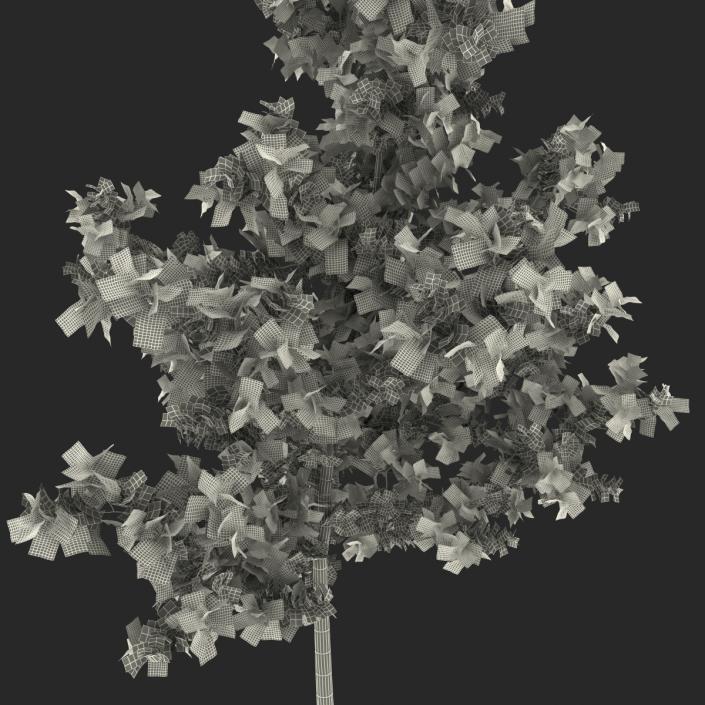 Young White Oak Autumn 3D