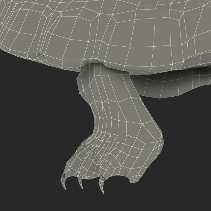 3D model Pond Slider Turtle Rigged