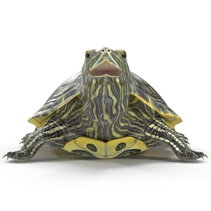 3D model Pond Slider Turtle Rigged