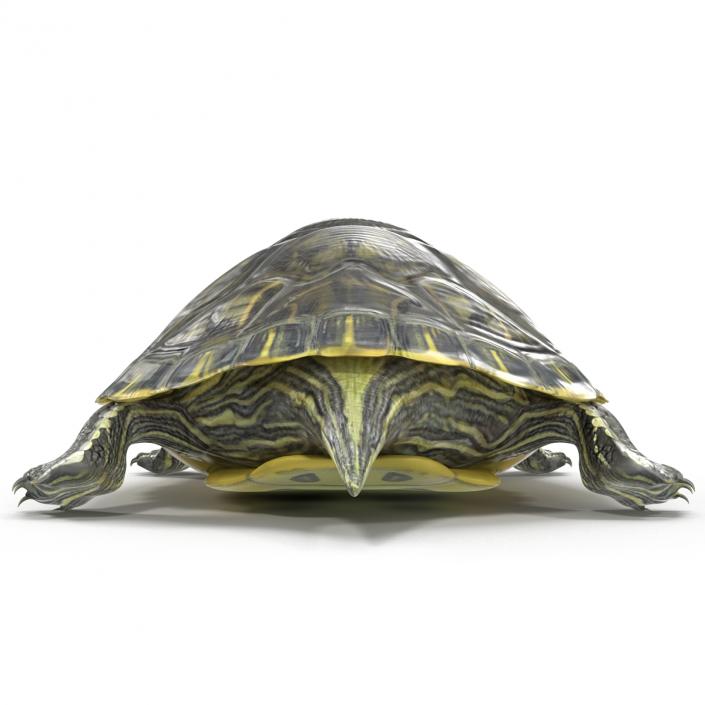 3D model Pond Slider Turtle Rigged