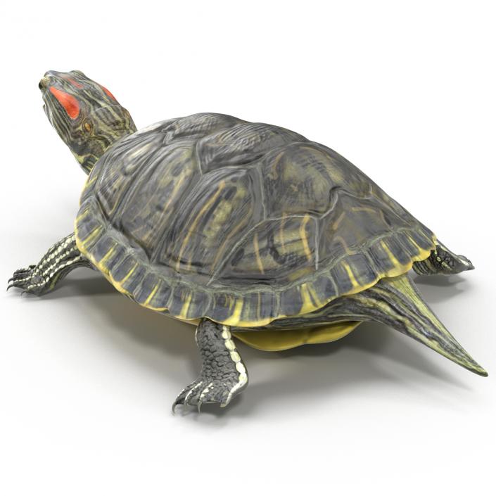 3D model Pond Slider Turtle Rigged