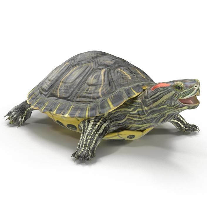 3D model Pond Slider Turtle Rigged