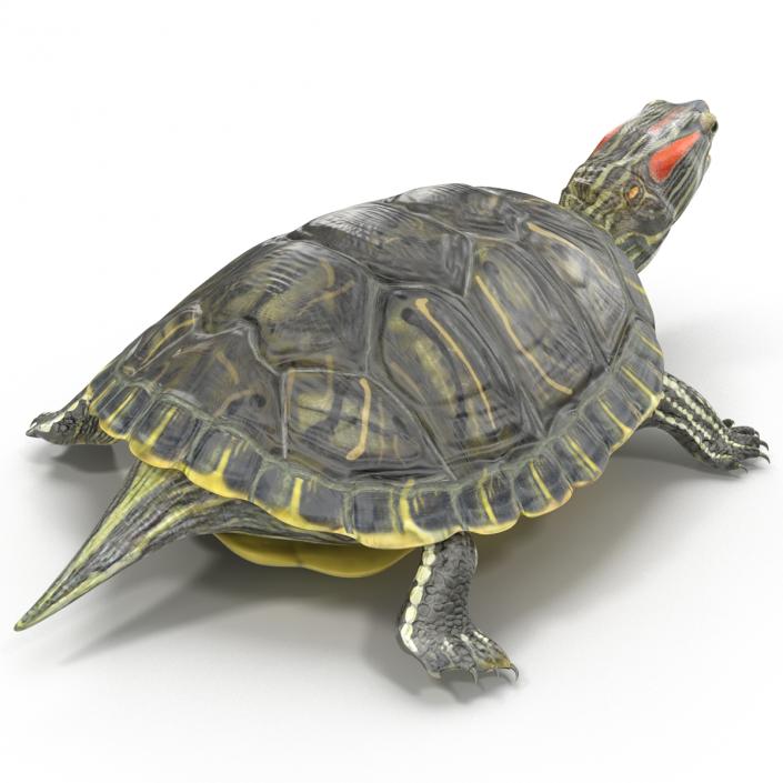 3D model Pond Slider Turtle Rigged