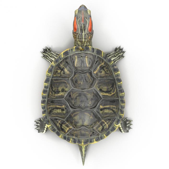 3D model Pond Slider Turtle Rigged