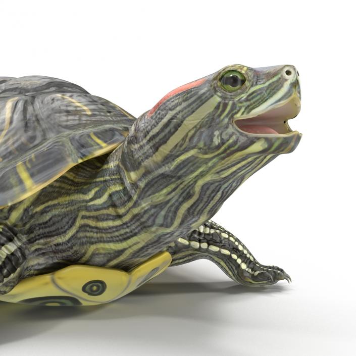 3D model Pond Slider Turtle Rigged