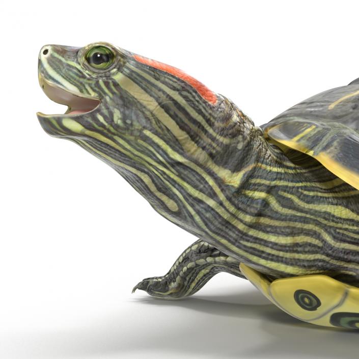 3D model Pond Slider Turtle Rigged