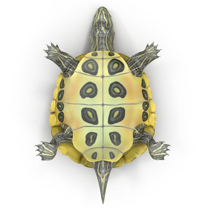 3D model Pond Slider Turtle Rigged