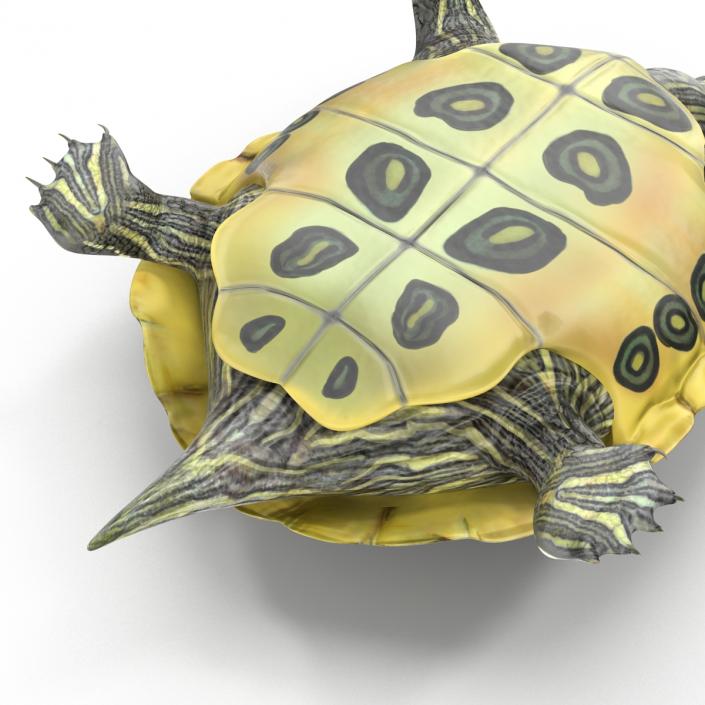 3D model Pond Slider Turtle Rigged