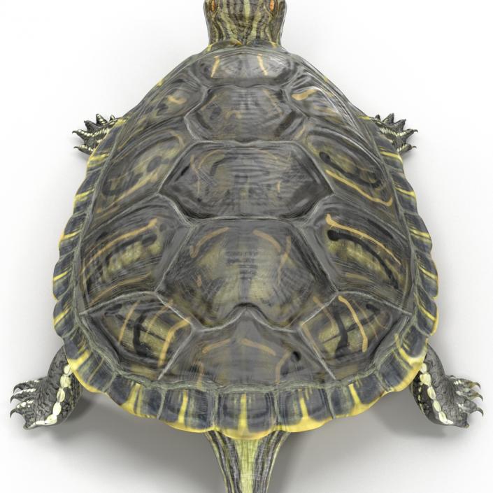 3D model Pond Slider Turtle Rigged