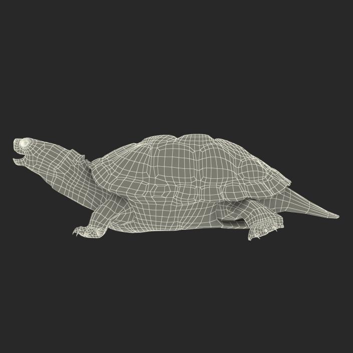 3D model Pond Slider Turtle Rigged