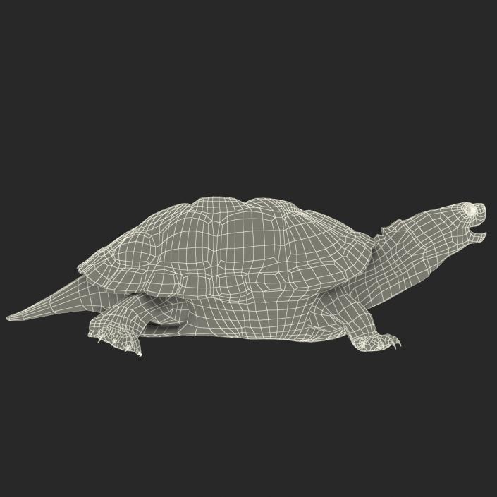 3D model Pond Slider Turtle Rigged