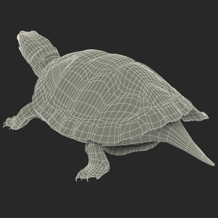 3D model Pond Slider Turtle Rigged