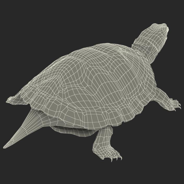 3D model Pond Slider Turtle Rigged