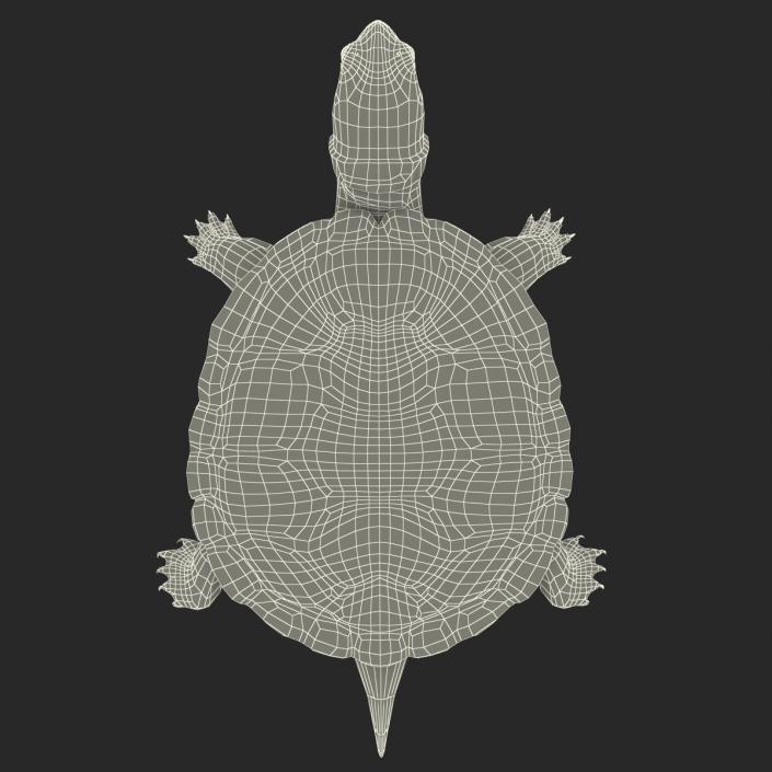 3D model Pond Slider Turtle Rigged