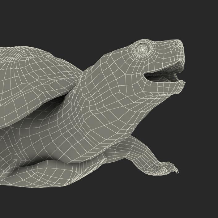 3D model Pond Slider Turtle Rigged