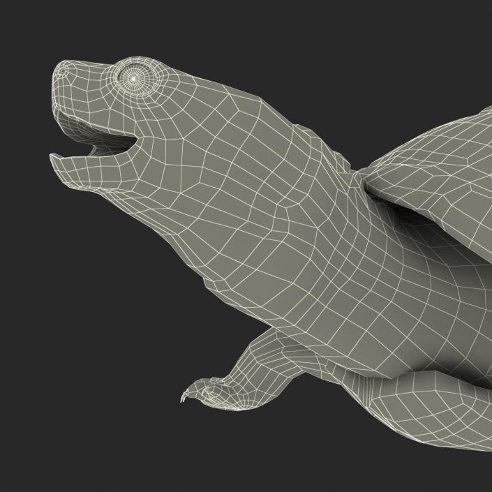 3D model Pond Slider Turtle Rigged