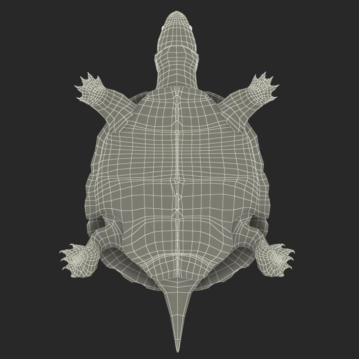 3D model Pond Slider Turtle Rigged