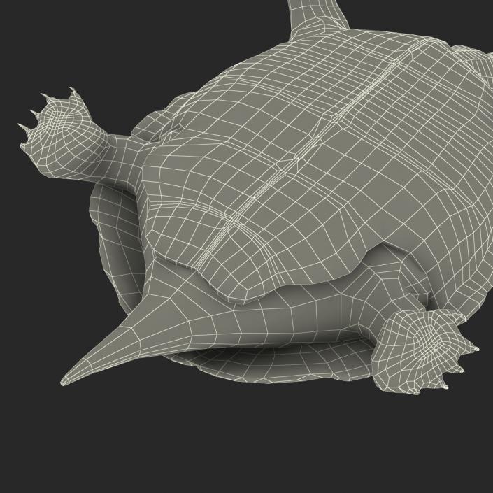 3D model Pond Slider Turtle Rigged