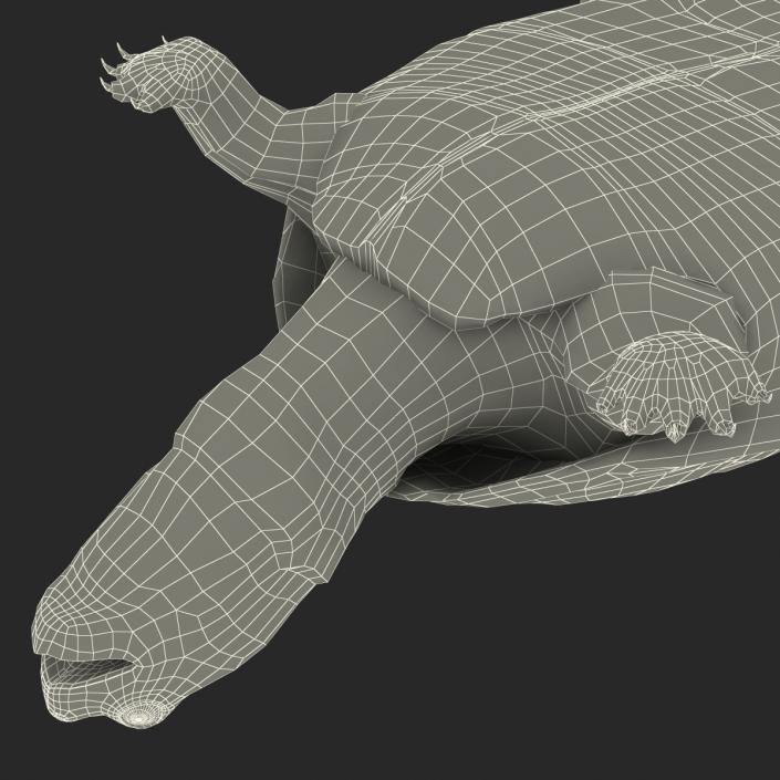 3D model Pond Slider Turtle Rigged