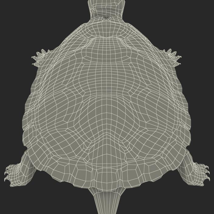 3D model Pond Slider Turtle Rigged