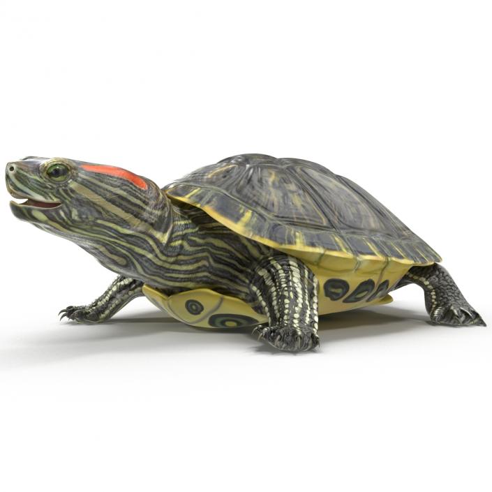 3D model Pond Slider Turtle Rigged