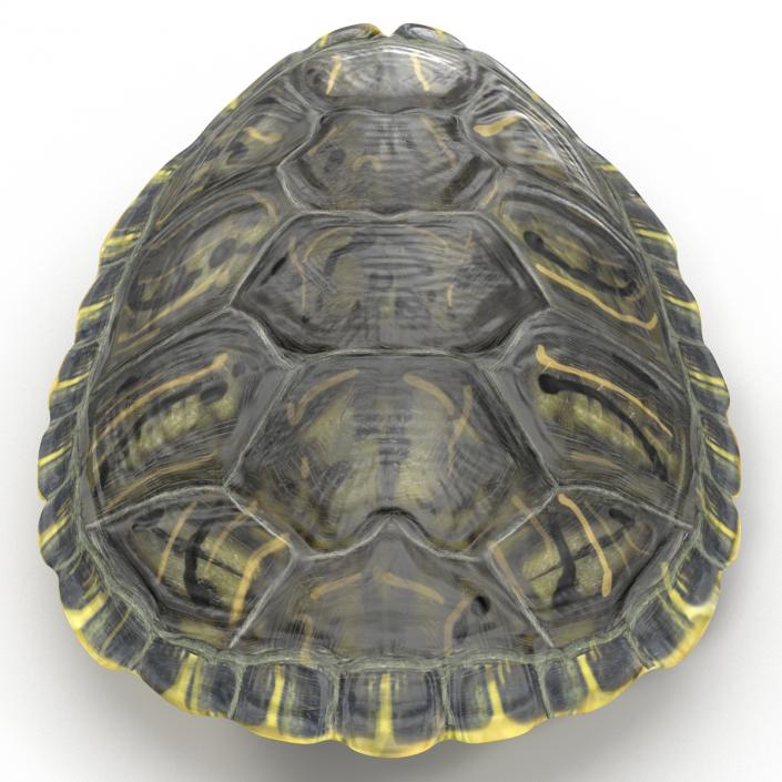 Turtle Shell 3D