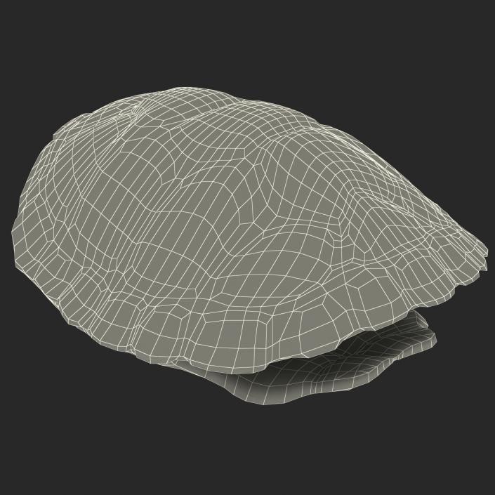 Turtle Shell 3D