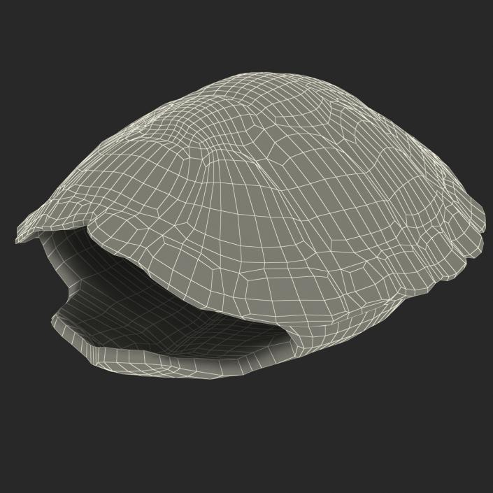 Turtle Shell 3D