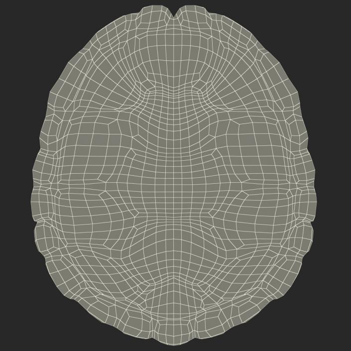 Turtle Shell 3D