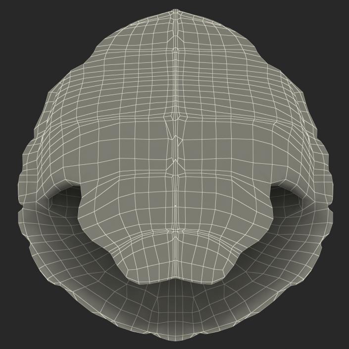 Turtle Shell 3D