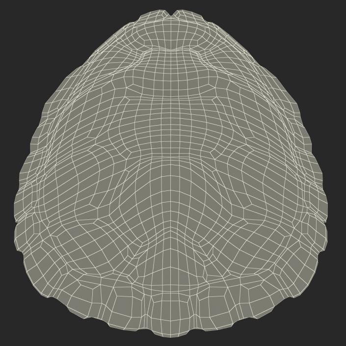 Turtle Shell 3D