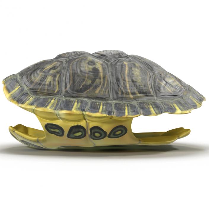 Turtle Shell 3D